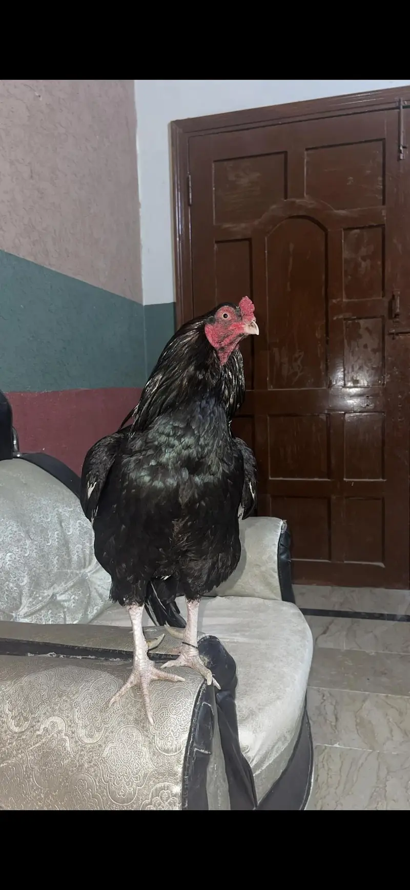 aseel lasani murgha — photo 4