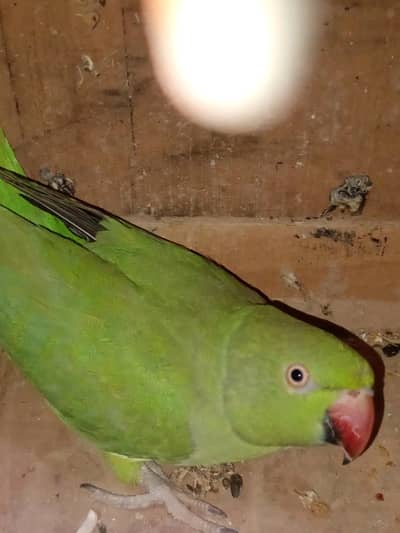 ringneck females