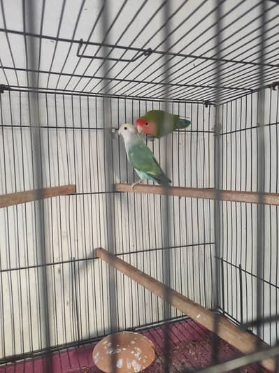 love bird breeder pair with cage and box. . . . . (loaded female)
