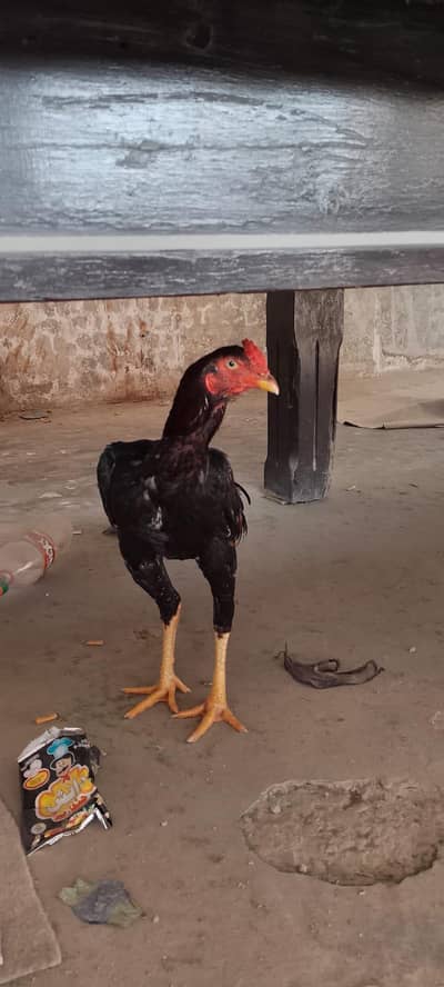 mian wali aseel long height