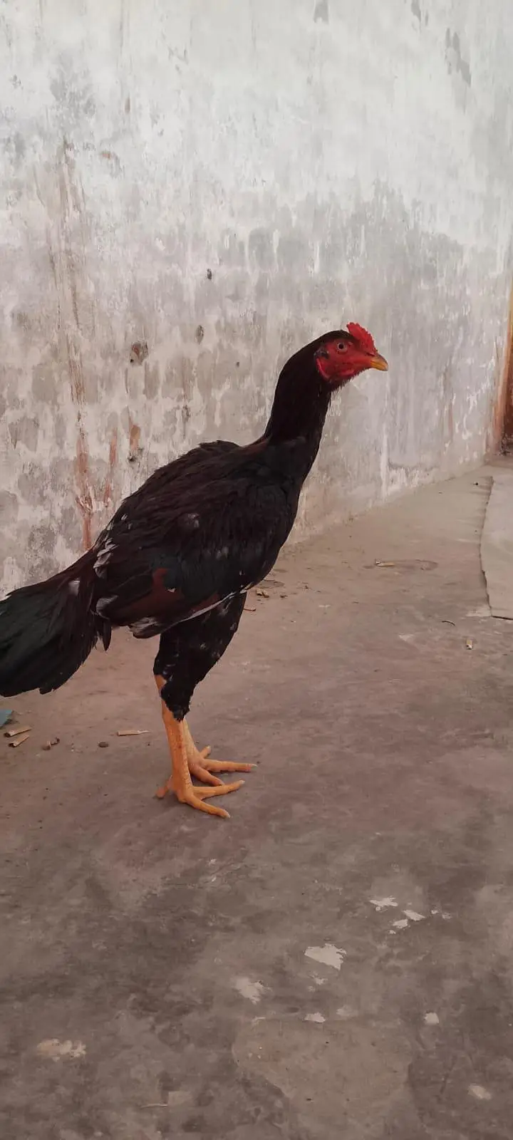 mian wali aseel long height — photo 2