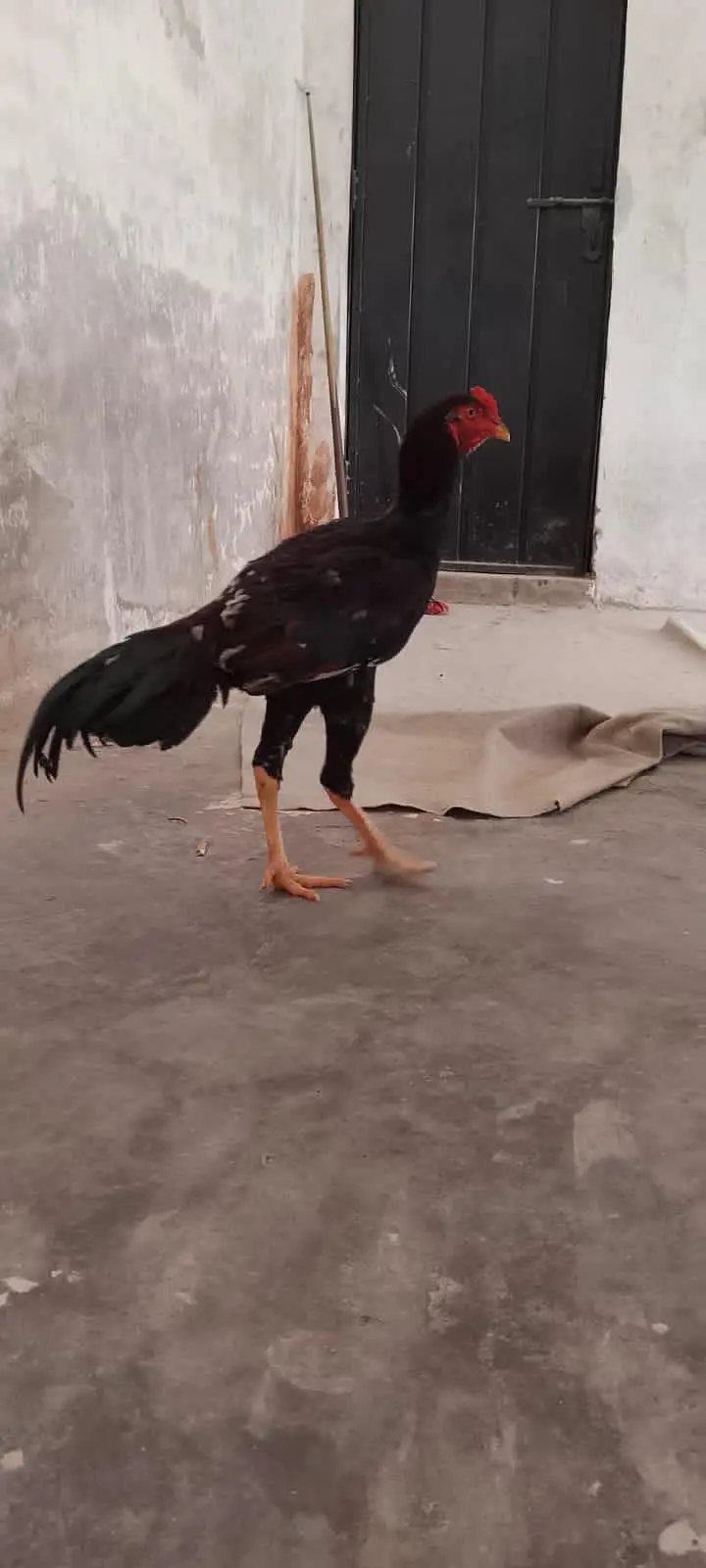mian wali aseel long height — photo 5