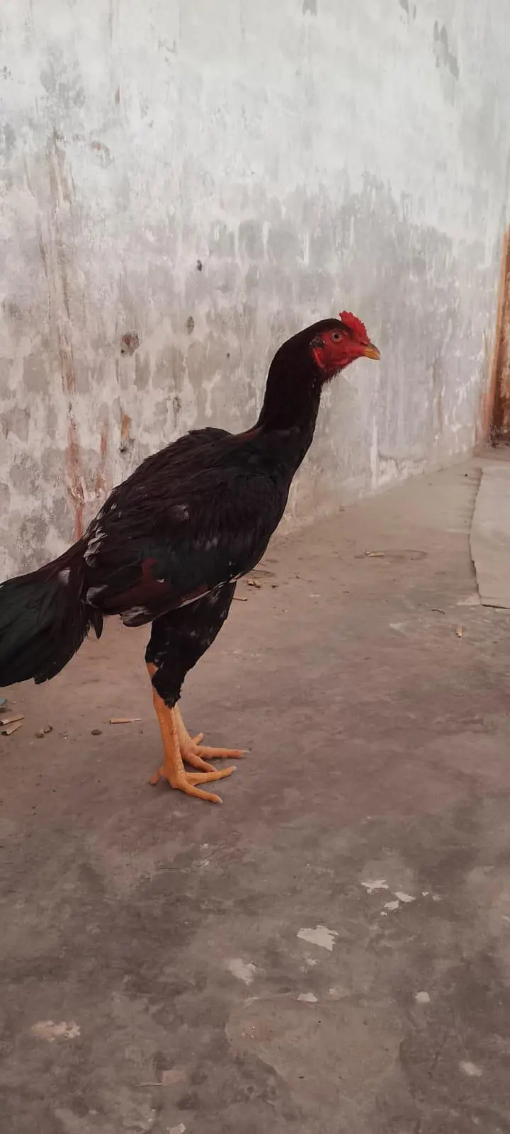 mian wali aseel long height — photo 6