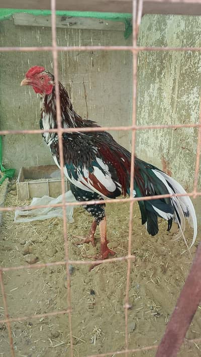 aseel murgha zar dum