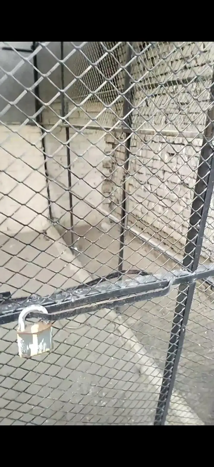 hen cage shade 03044821221 — photo 3