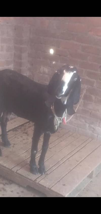 dasi bital bakri path gaban