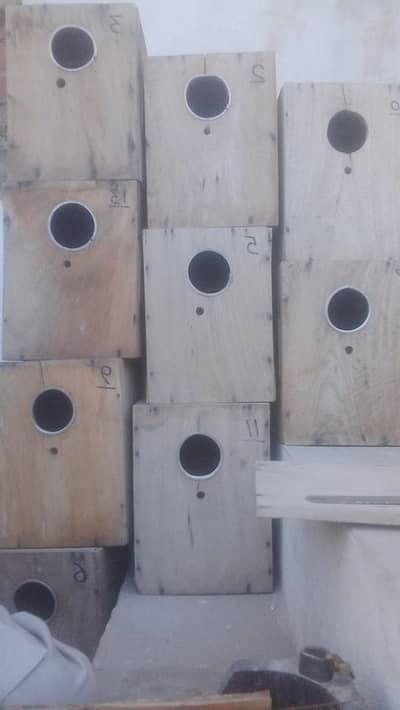 love bird box