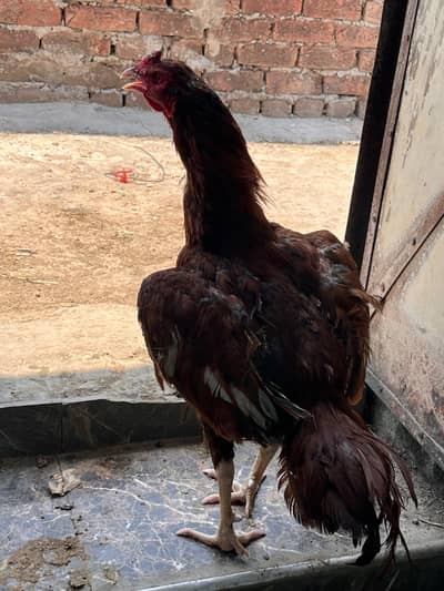 Aseel murga for sale available in low price only Sialkot