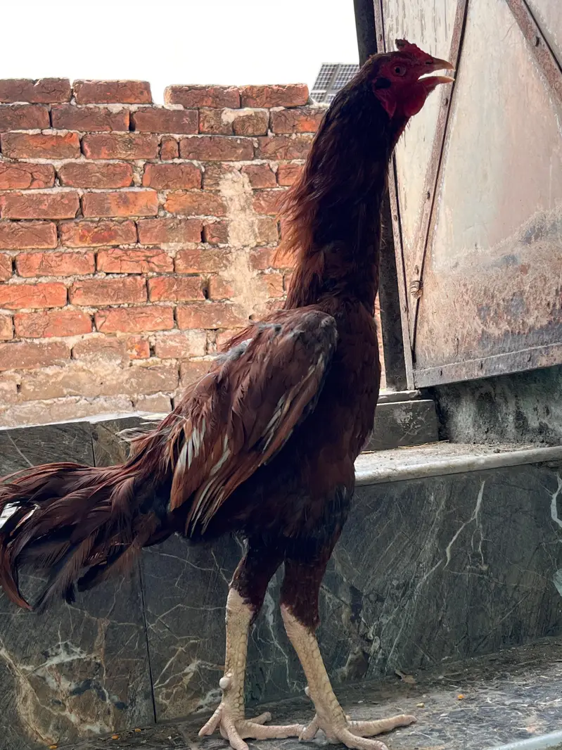 Aseel murga for sale available in low price only Sialkot — photo 2
