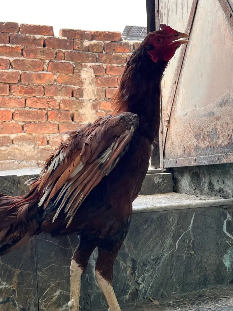 Aseel murga for sale available in low price only Sialkot — photo 3