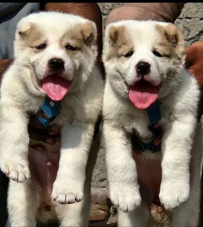 Top Quality King Alabai Puppies Pair - 2 Months Old