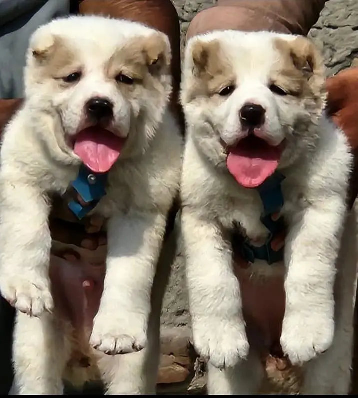 Top Quality King Alabai Puppies Pair - 2 Months Old — photo 2