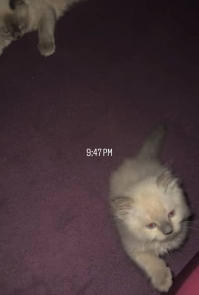 Ragdoll kittens for sale