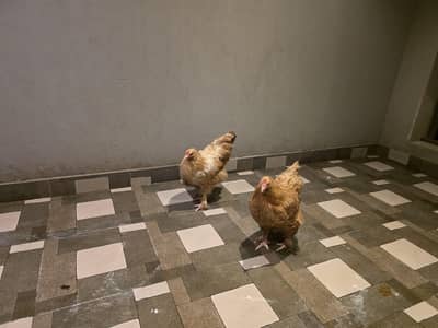 health hens available for sale