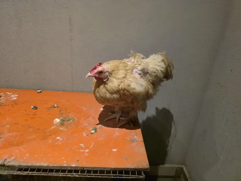 health hens available for sale — photo 2