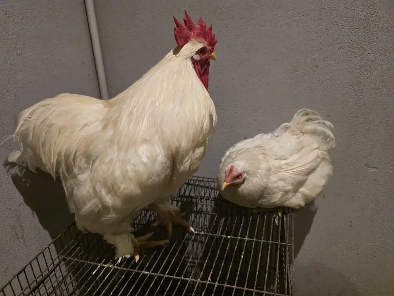 health hens available for sale — photo 3