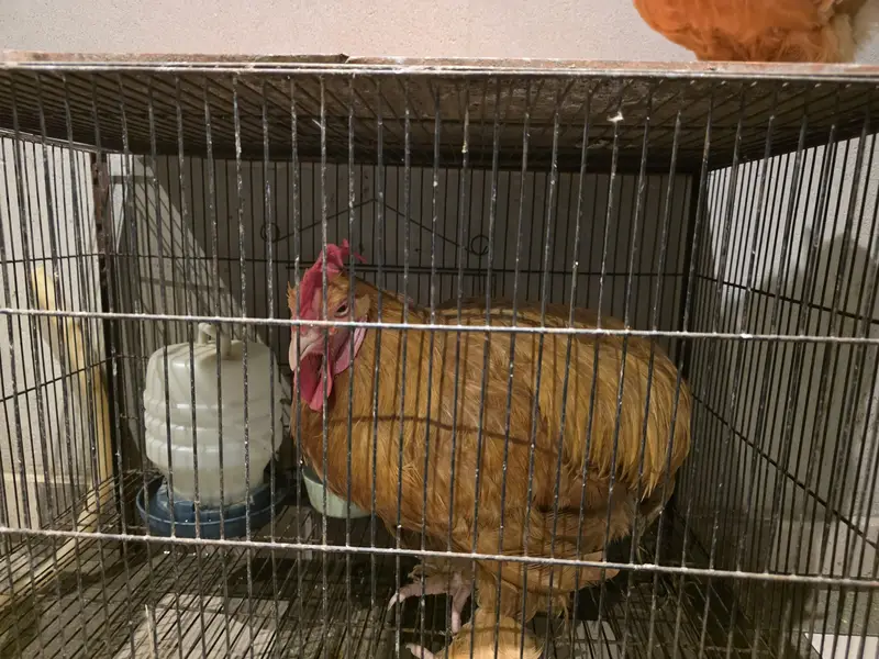 health hens available for sale — photo 4