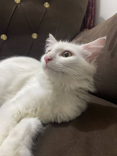 Persian cat