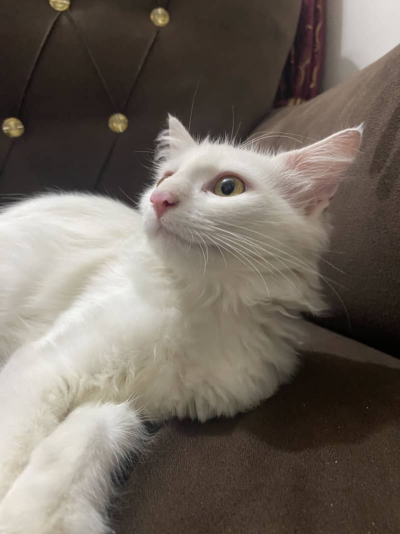 Persian cat 0