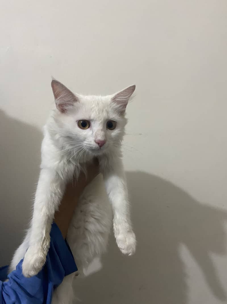 Persian cat 1