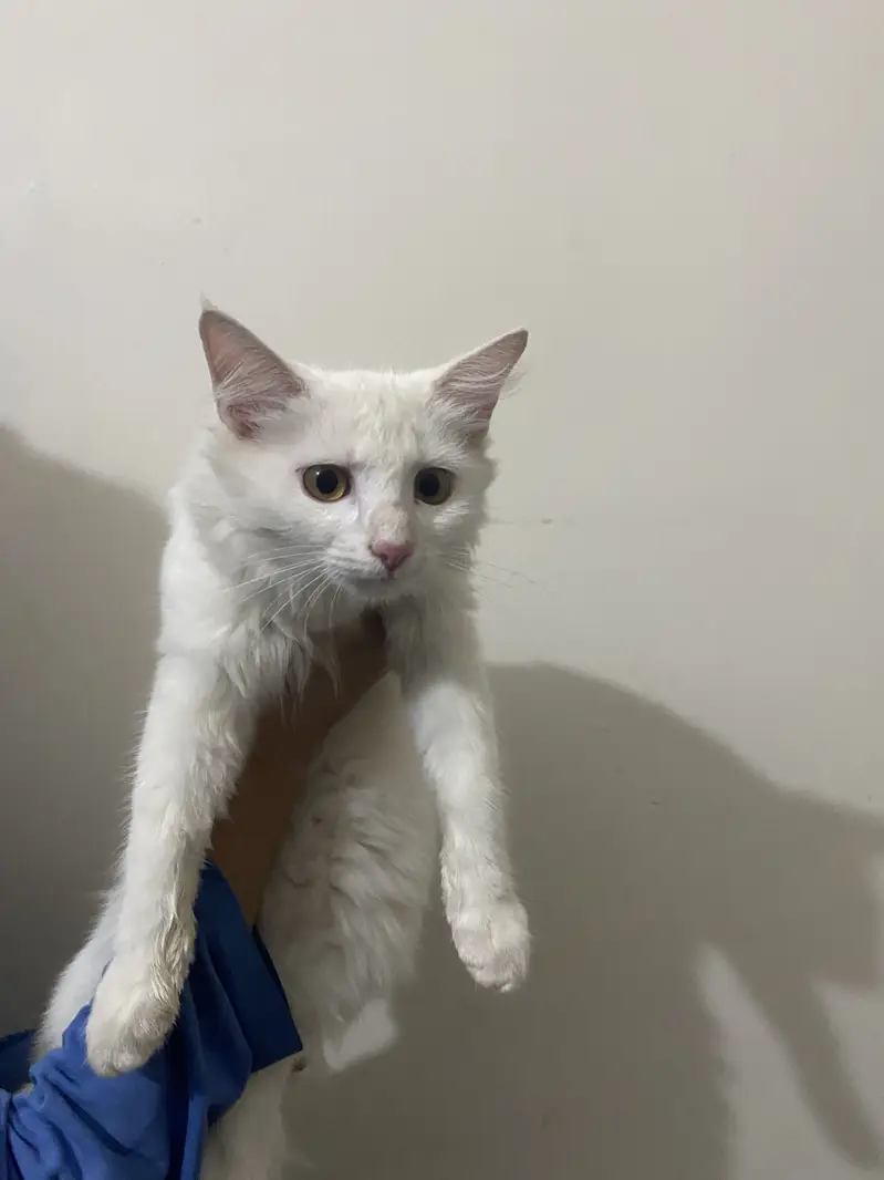 Persian cat — photo 2