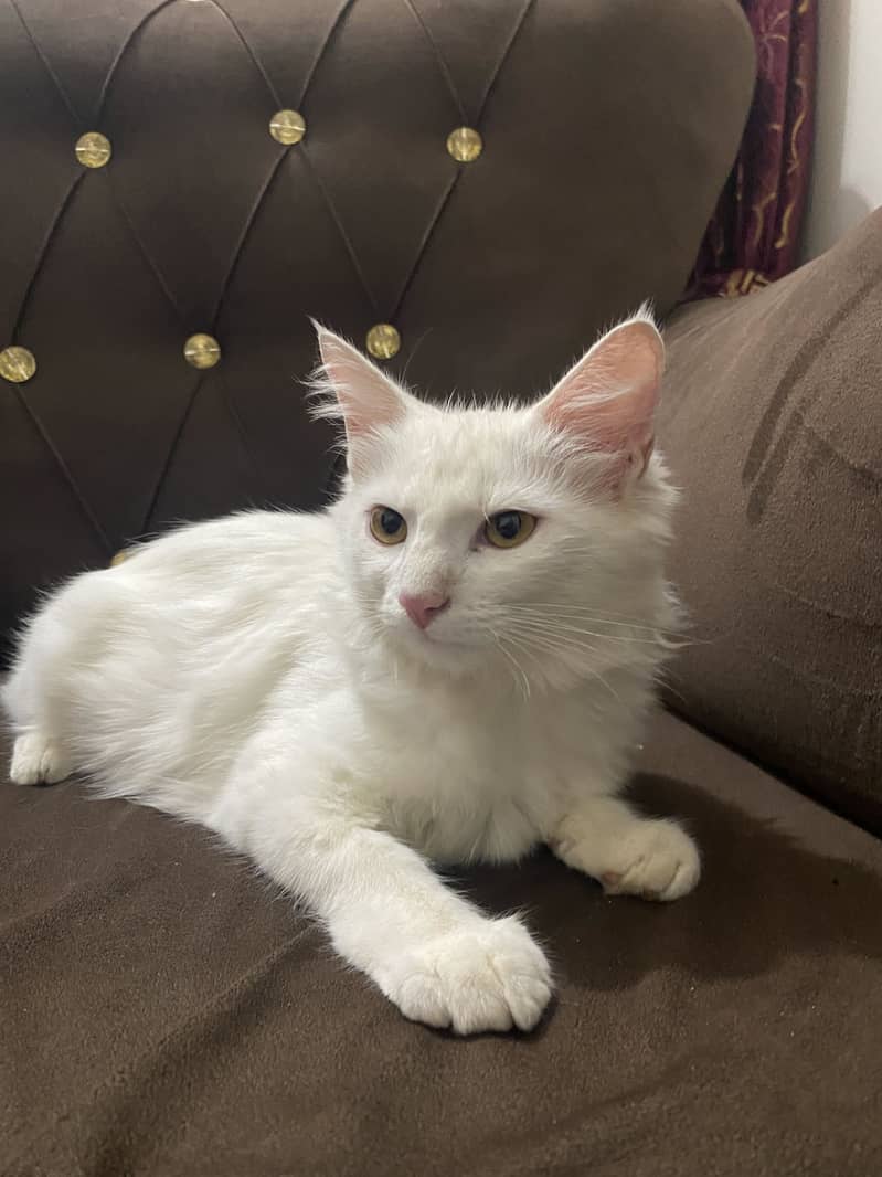 Persian cat 2