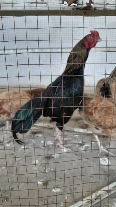 assel pair for sale