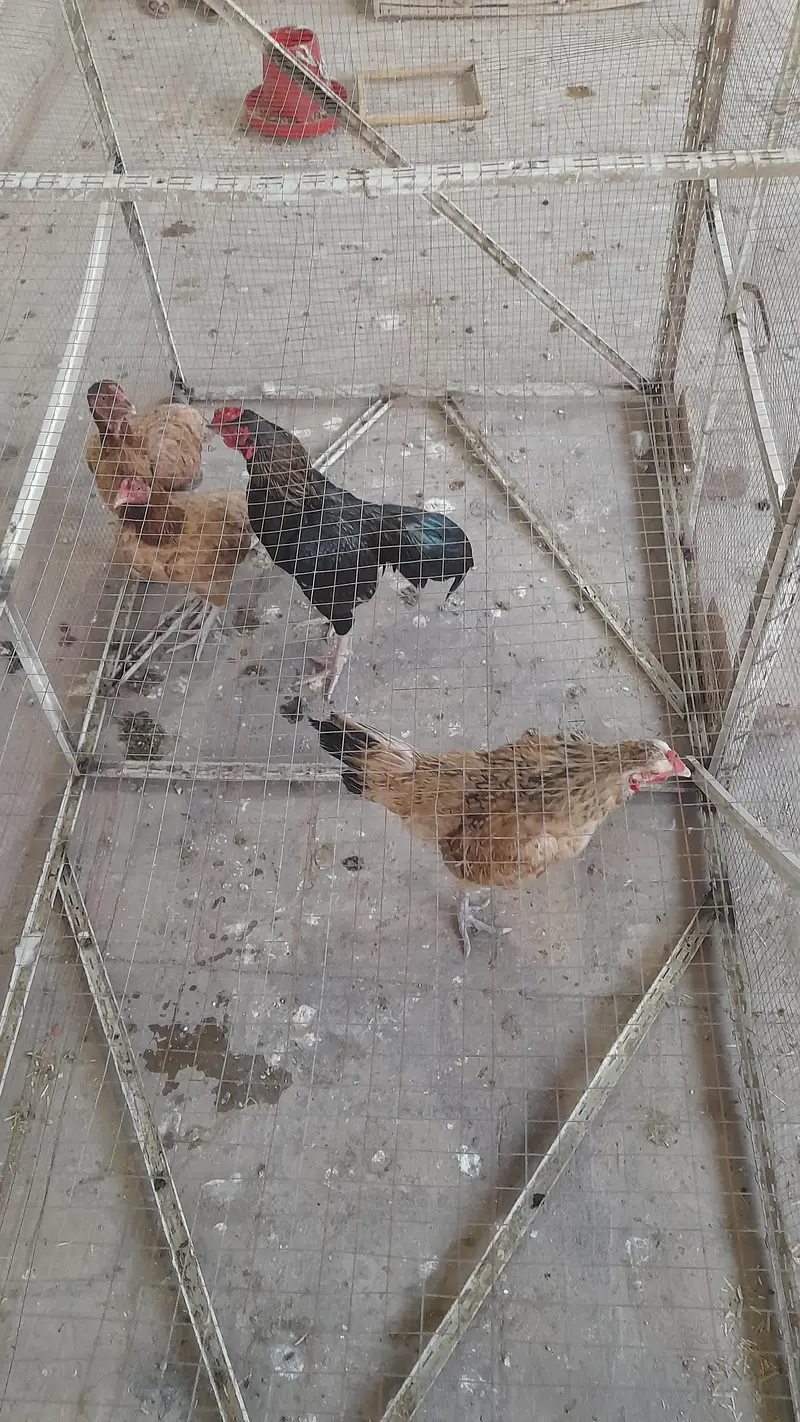assel pair for sale — photo 2