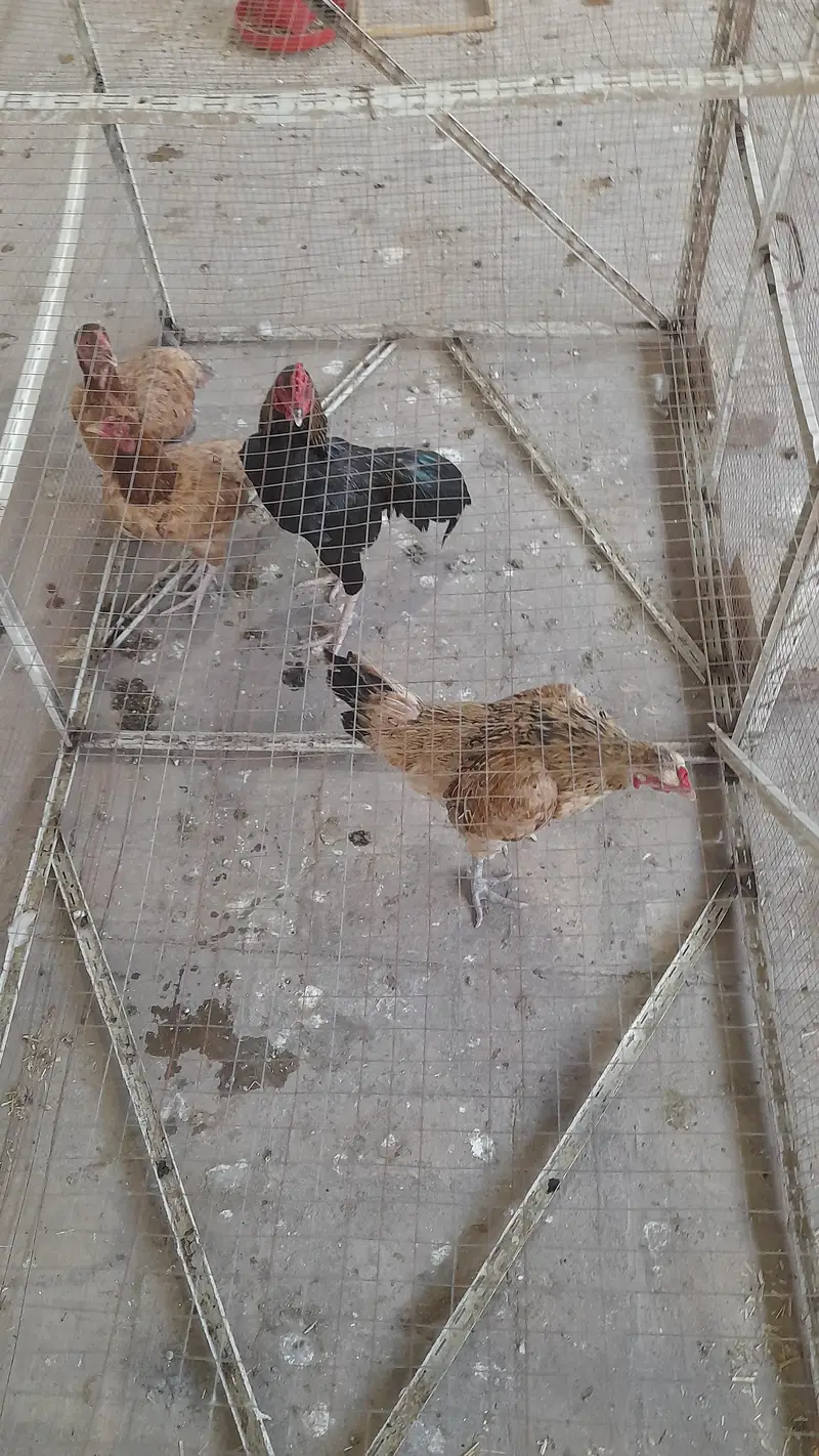 assel pair for sale — photo 3