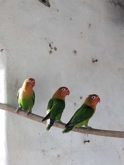 Breeder Pairs