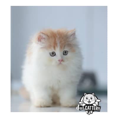 Persian British punch face piki face kitten cat available