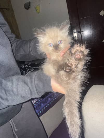 Kittens