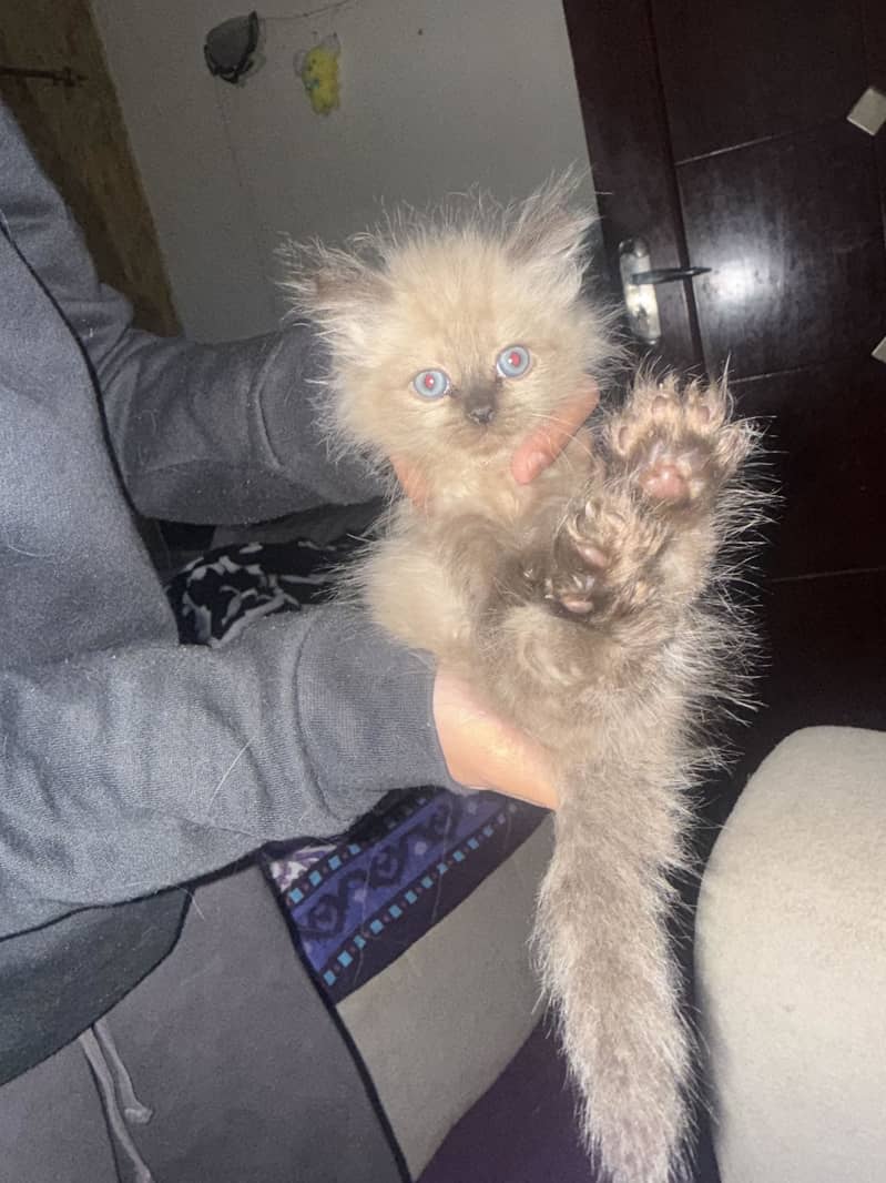 Kittens 0