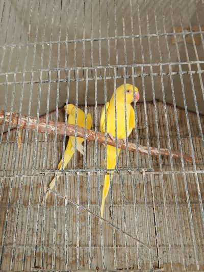 Yellow Ring Neck Breeder Pair