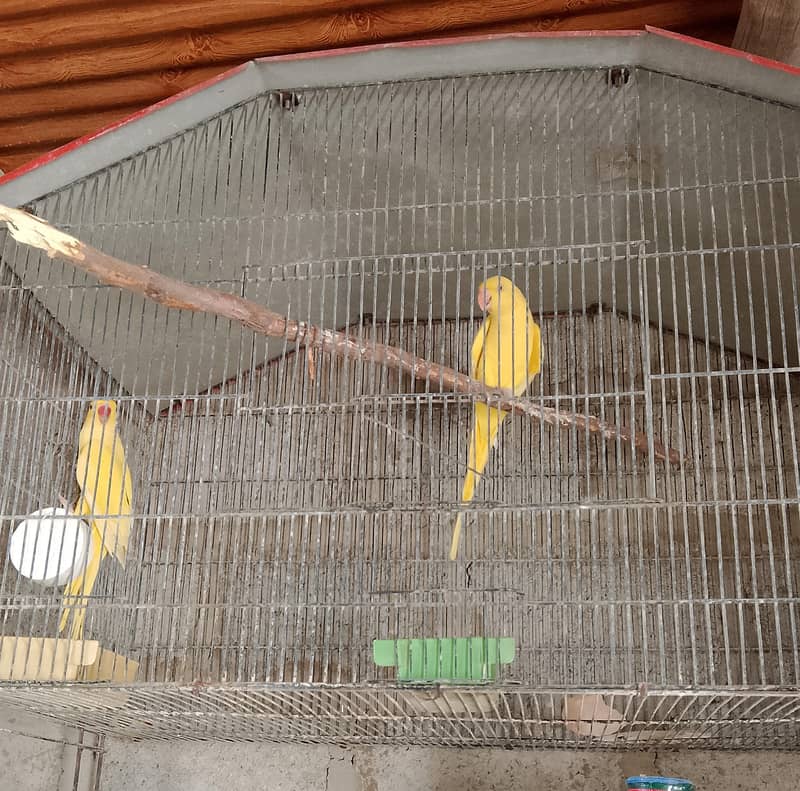 Yellow Ring Neck Breeder Pair 1
