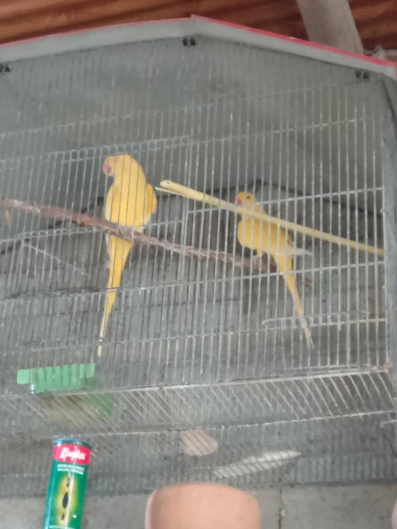 Yellow Ring Neck Breeder Pair 2