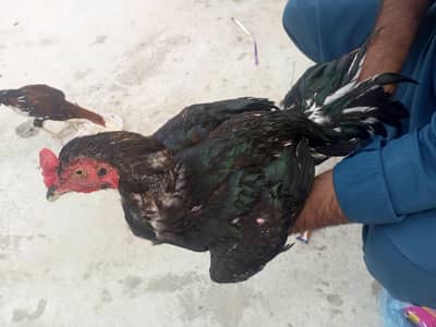 03187948606 sir whatsapp