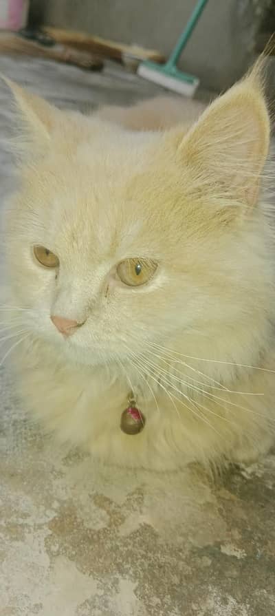 beautiful person cat