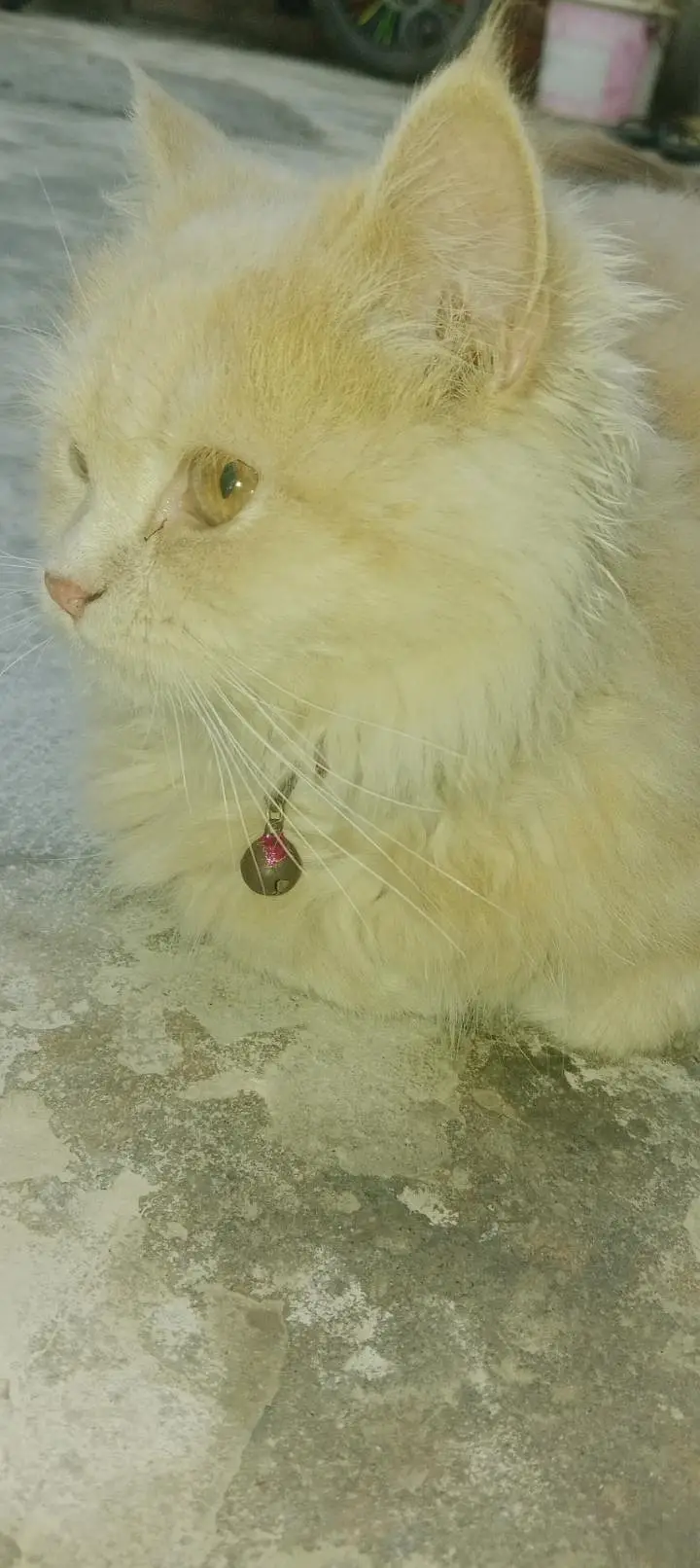 beautiful person cat — photo 2