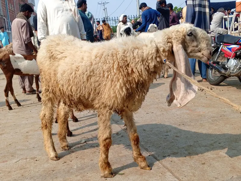 kajli sheep