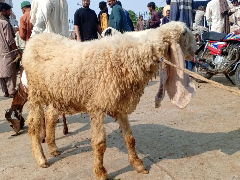 kajli sheep — photo 2