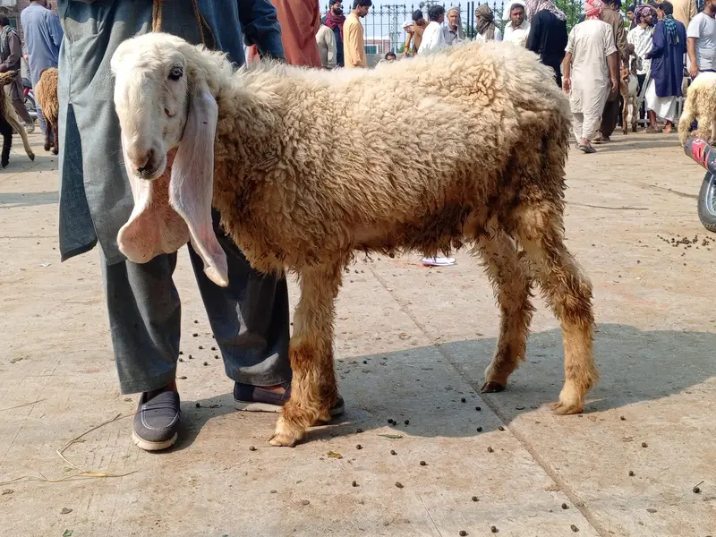 kajli sheep — photo 3