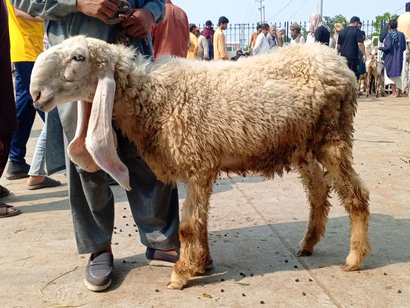 kajli sheep — photo 4