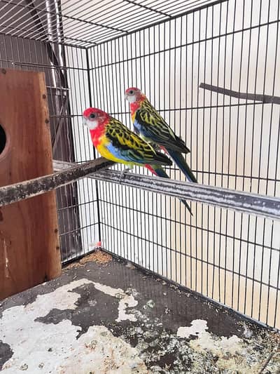 Rossella parrot pair for sale