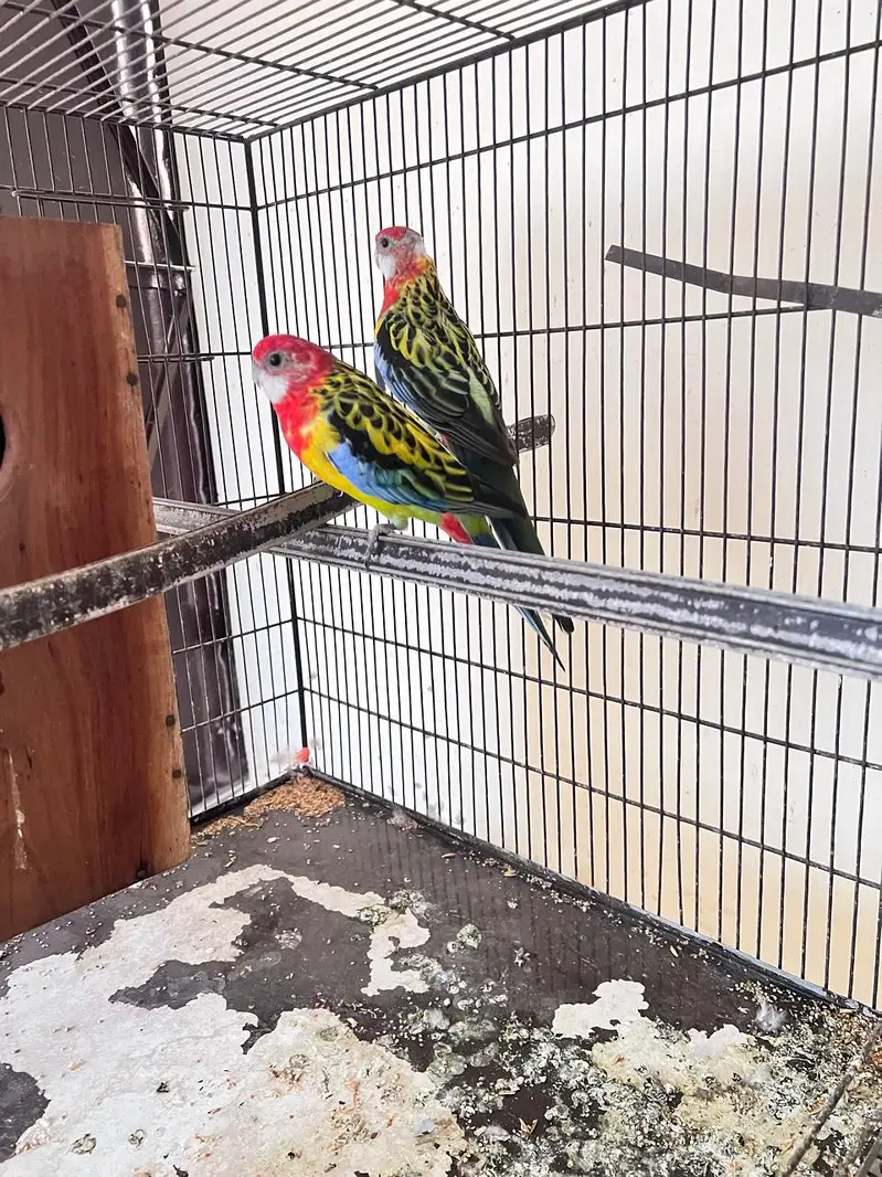 Rossella parrot pair for sale — photo 2