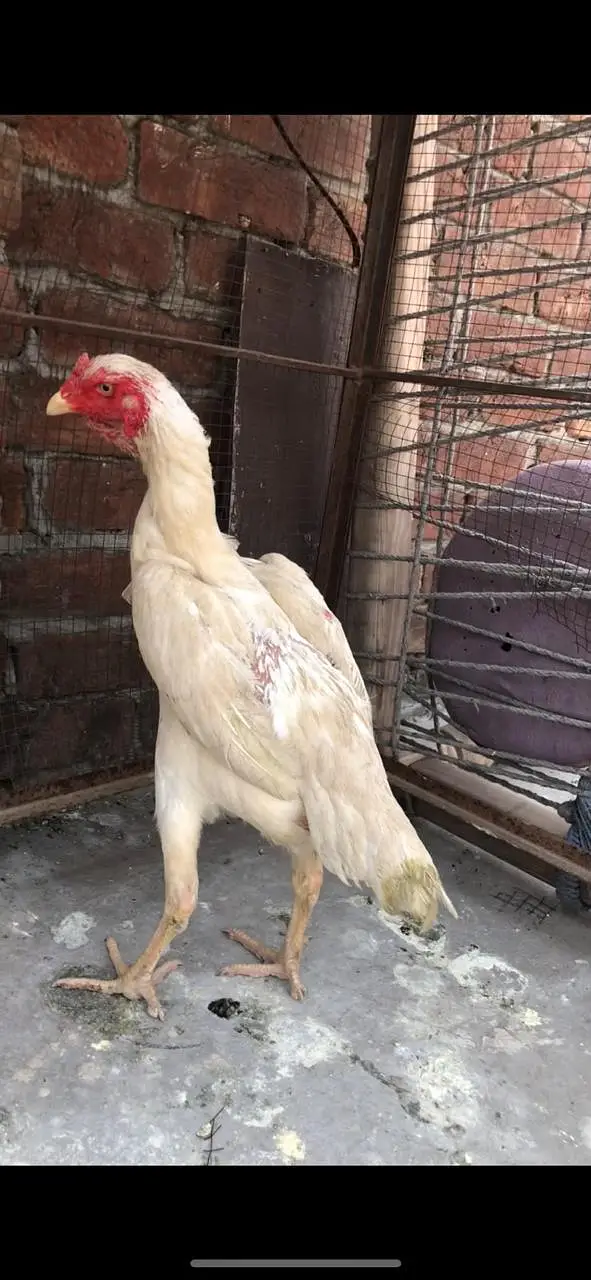 paper white shamo female for sale — photo 2