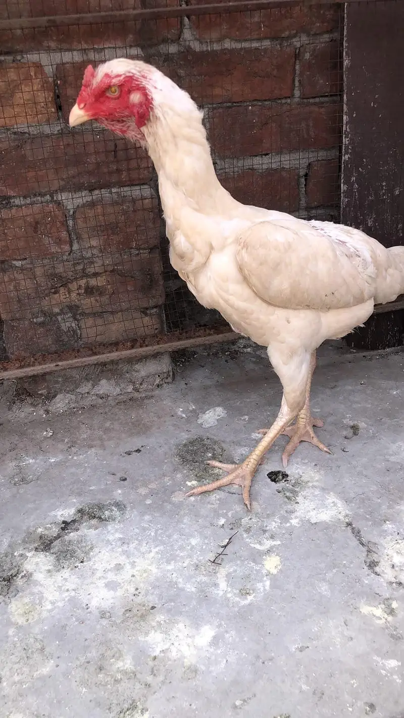 paper white shamo female for sale — photo 3