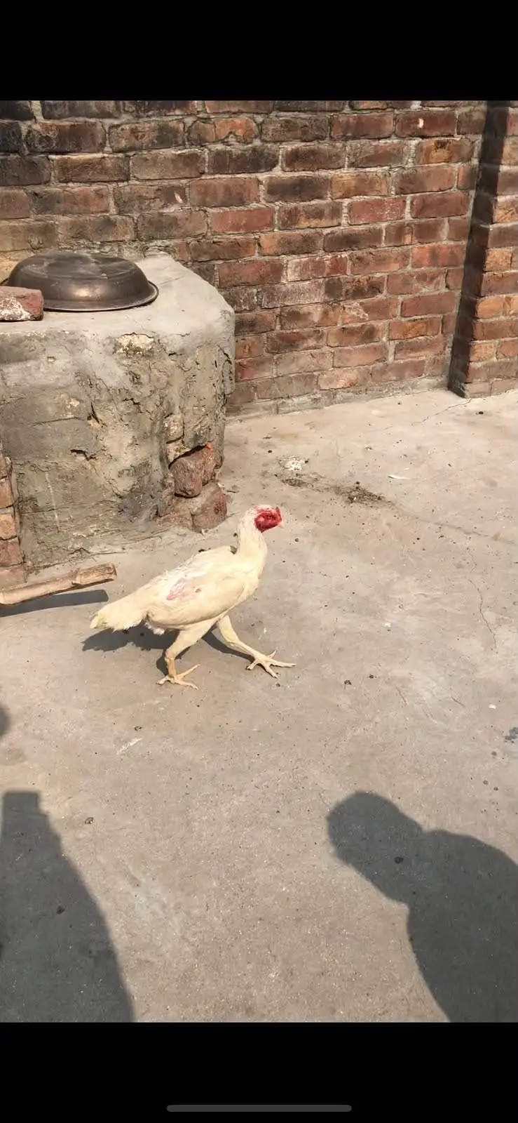paper white shamo female for sale — photo 4