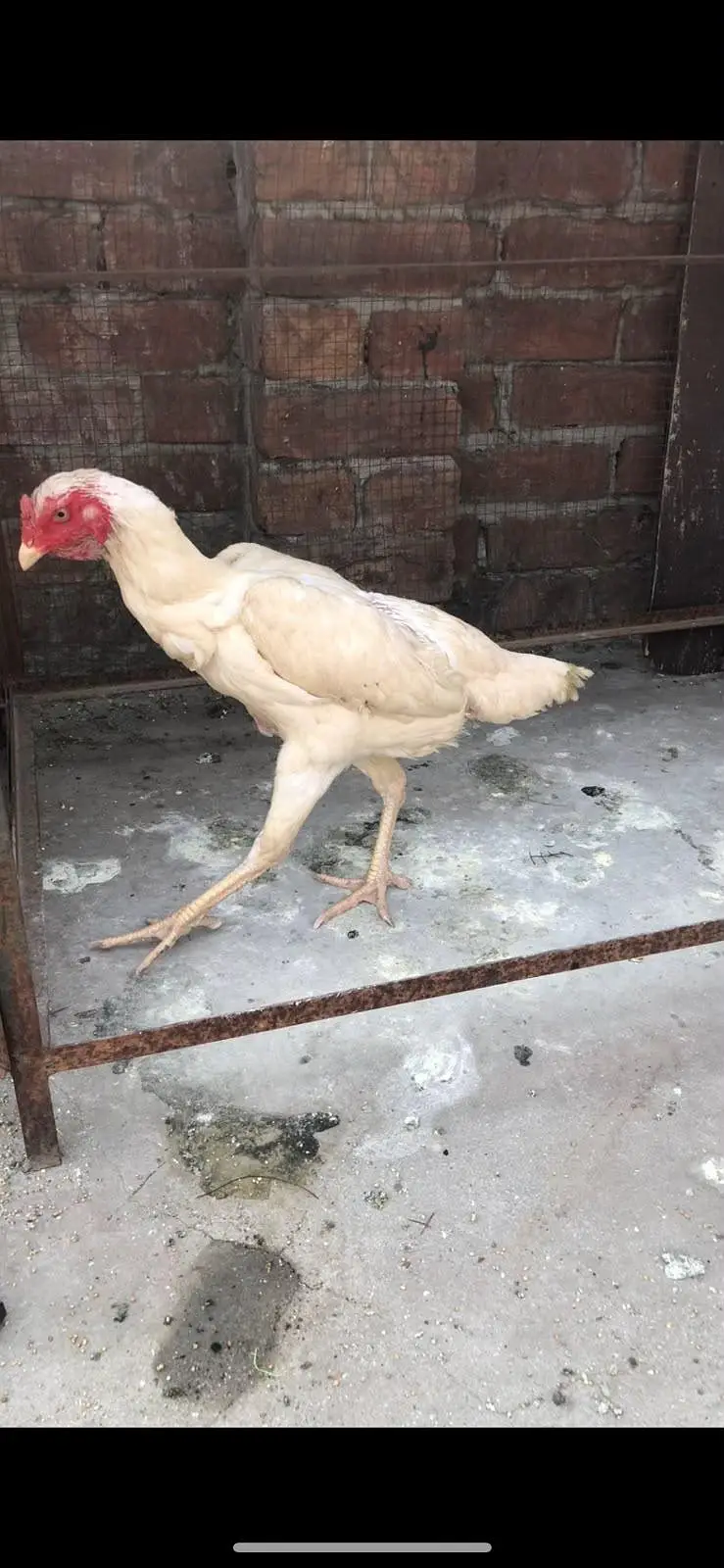 paper white shamo female for sale — photo 5