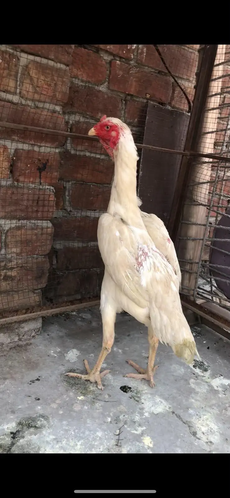 paper white shamo female for sale — photo 6